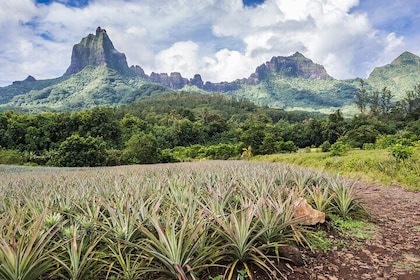 Discovery of photography in Moorea, photo tour of the adapted island
