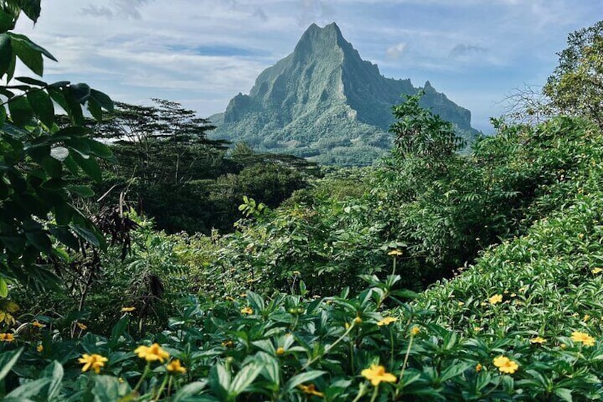 Discovery of photography in Moorea, photo tour & class