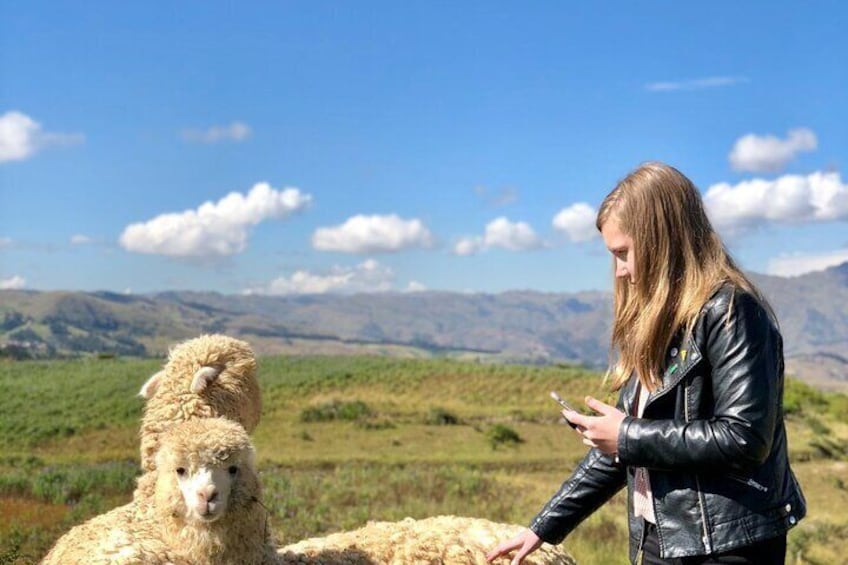 Acclimatization Hike with Llamas and Alpacas in Cusco 