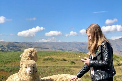 Half day Acclimatisation Hike with Llamas and Alpacas in Cusco