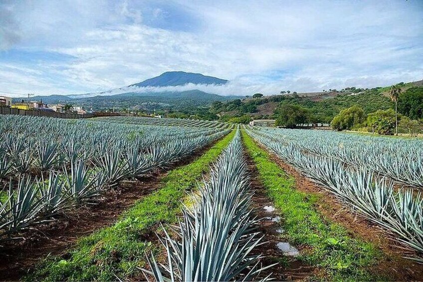 Private Full Day Tour in Guachimontones and Orendain Tequila