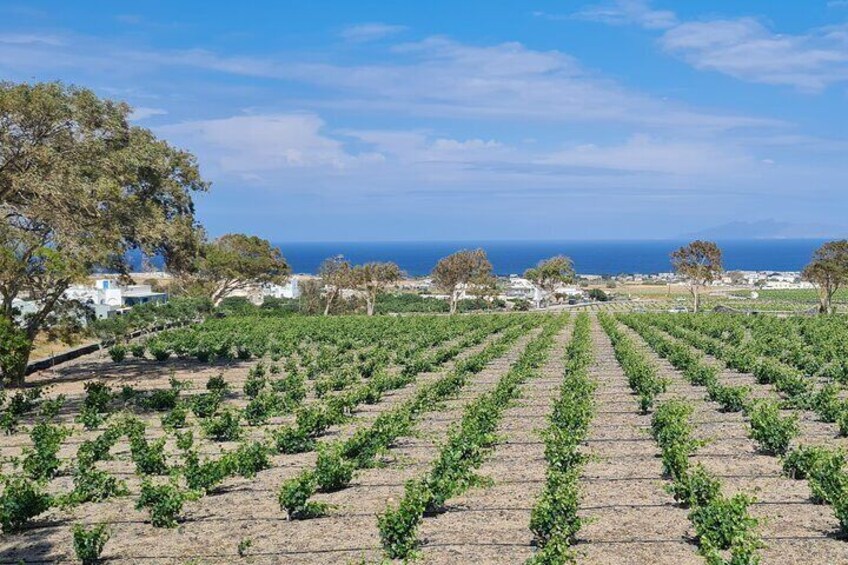 Santorini First-Time Guests Private Tour Sightseeing, excavetions & wine testing