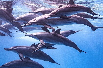 Full-Day Private Dolphin Watching and Snorkelling in Hurghada
