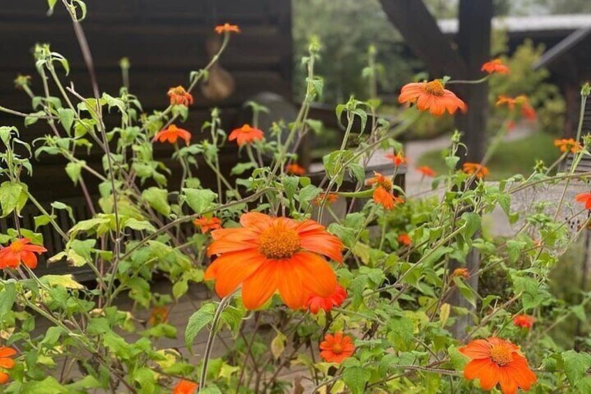 Native Gardens