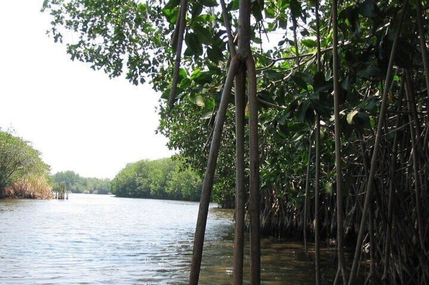 Mangrove national park.