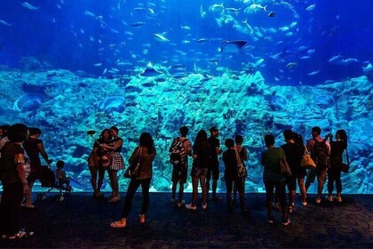 Skip the Line Hurghada Grand Aquarium transfer & entrance