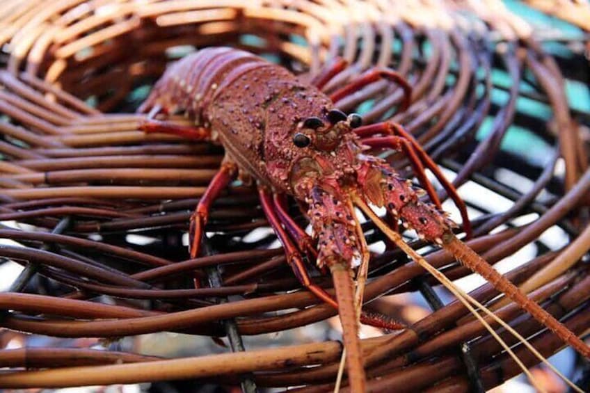 Lobster Pot Pulling