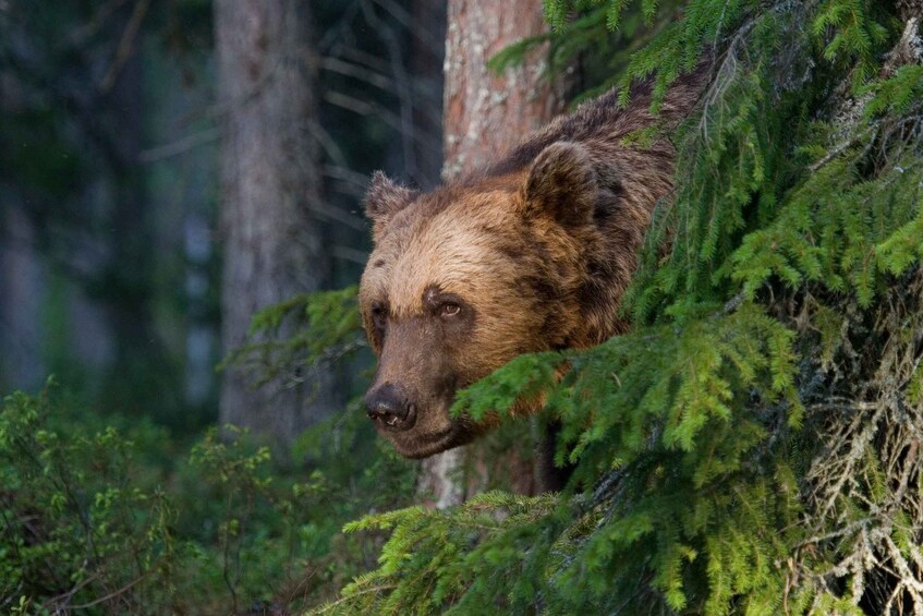 Picture 9 for Activity Finland: Bear Watching, Night trip