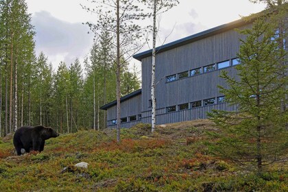 Finlandia: Observación de osos, viaje nocturno