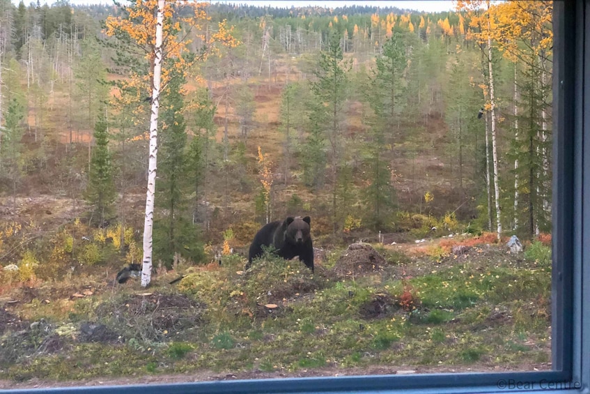 Picture 1 for Activity Finland: Bear Watching, Night trip