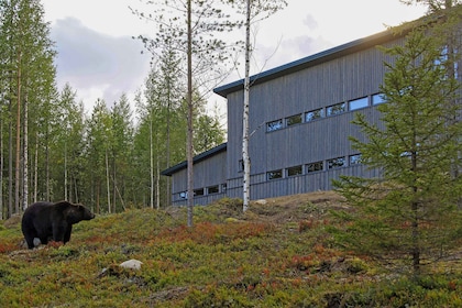 Finlandia: observación de osos, viaje nocturno