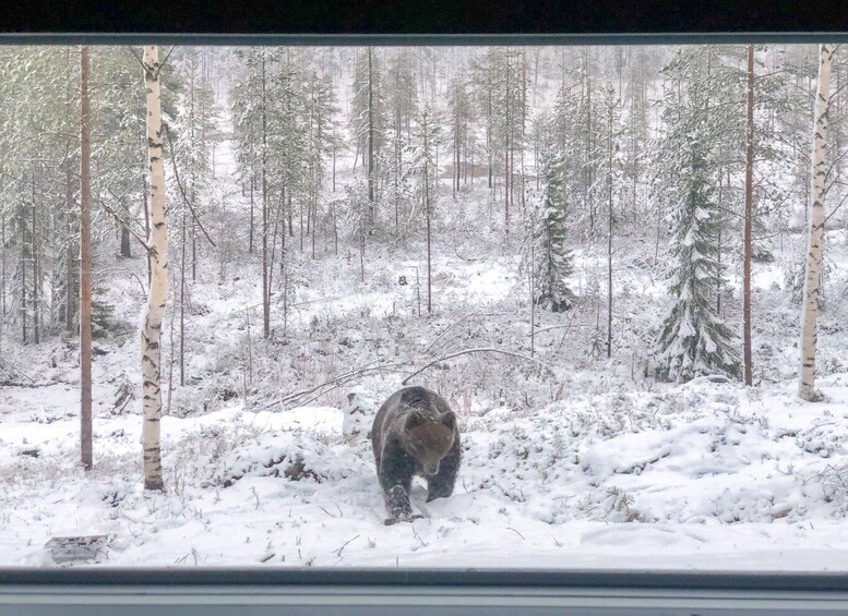 Picture 3 for Activity Finland: Bear Watching, Night trip