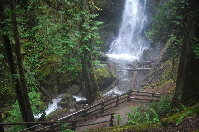 Picture 3 for Activity Olympic National Park: Sol Duc and Hurricane Ridge Tour