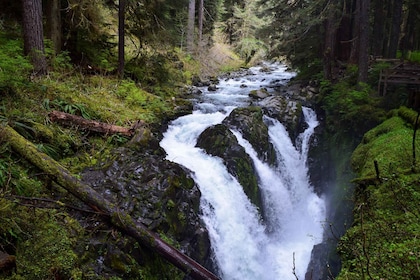 Parc national olympique : Sol Duc et Hurricane Ridge Tour