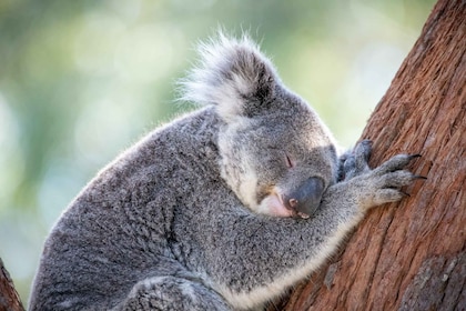 Port Stephens: entrada general al santuario de koalas