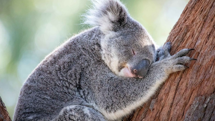 Port Stephens: Koala Sanctuary General Admission Ticket
