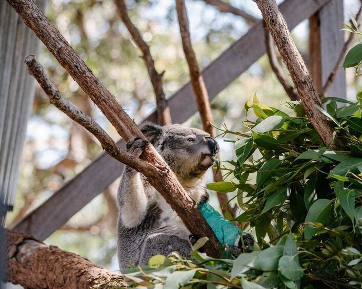 Picture 1 for Activity Port Stephens: Koala Sanctuary General Admission Ticket