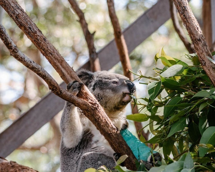 Picture 1 for Activity Port Stephens: Koala Sanctuary General Admission Ticket
