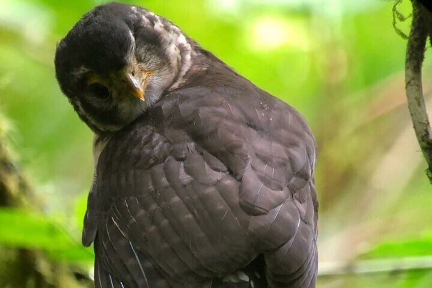 Birdwatching Half-Day Tour between clouds and forest in Monteverde