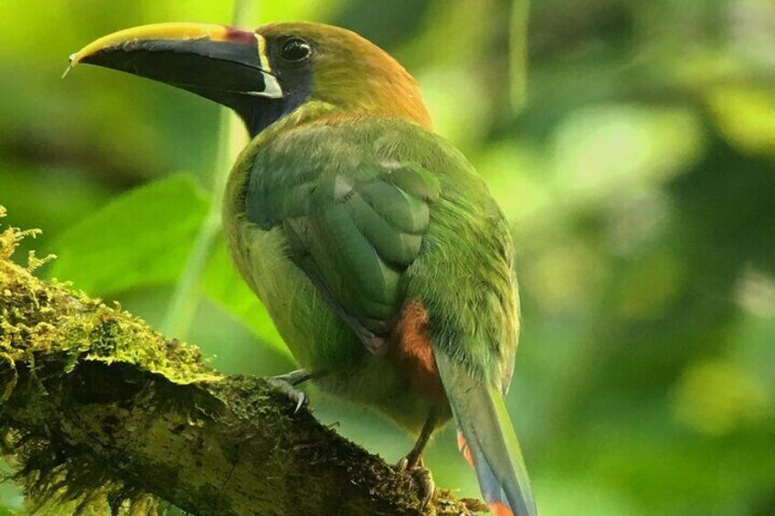 Birdwatching Half-Day Tour between clouds and forest in Monteverde