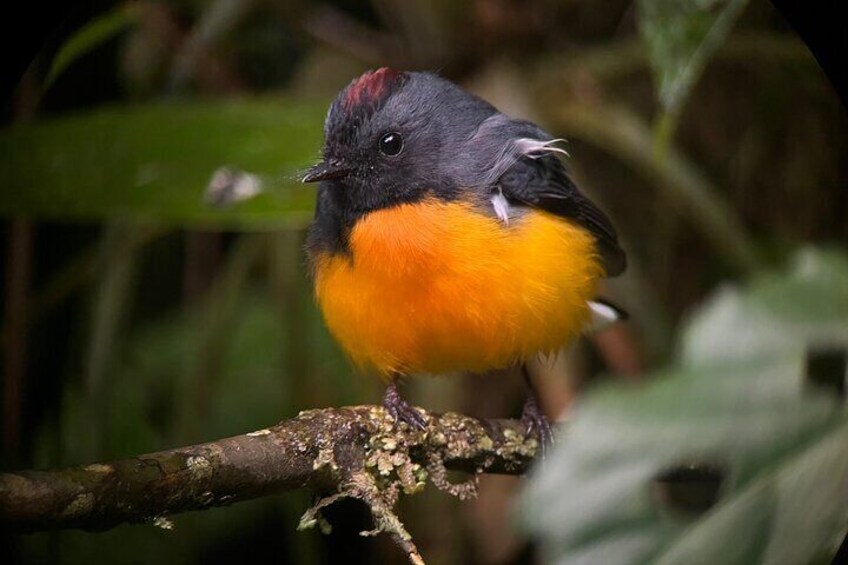 Birdwatching Half-Day Tour between clouds and forest in Monteverde