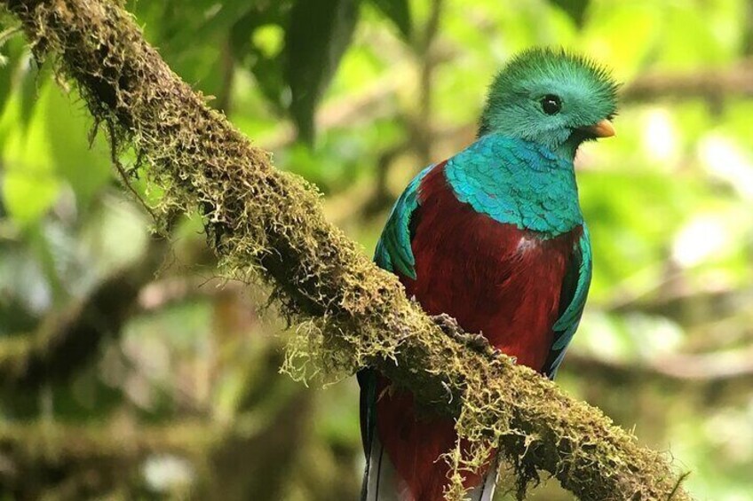 Birdwatching Half-Day Tour between clouds and forest in Monteverde