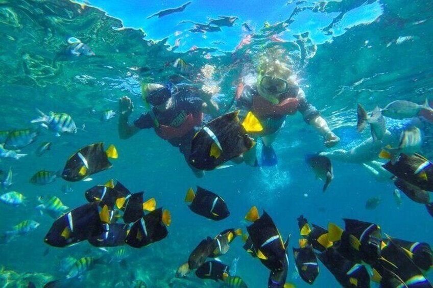 Explore the exotic sea life during your included snorkel experience.