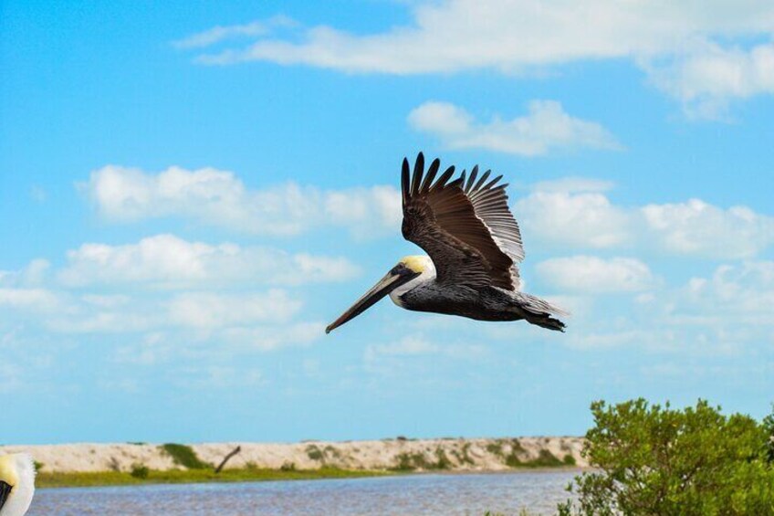 mexican brown pelican