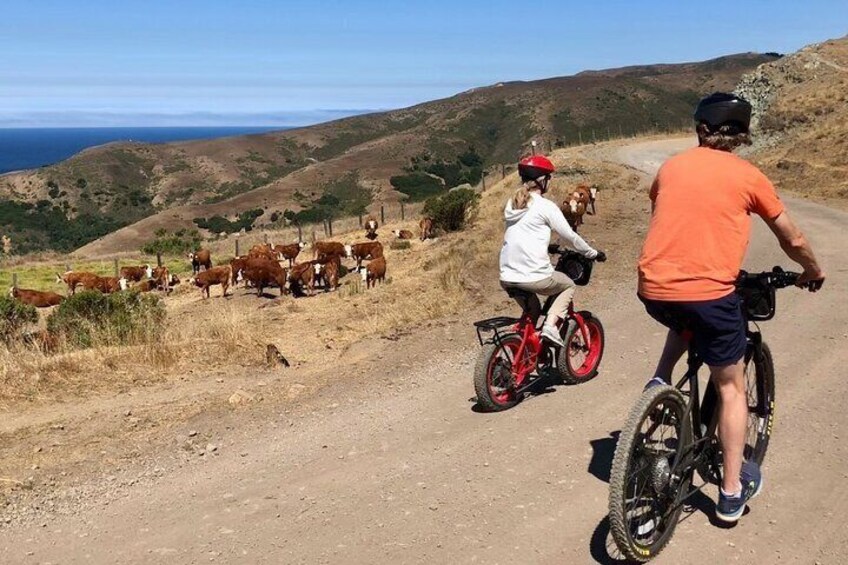 See the happiest cows