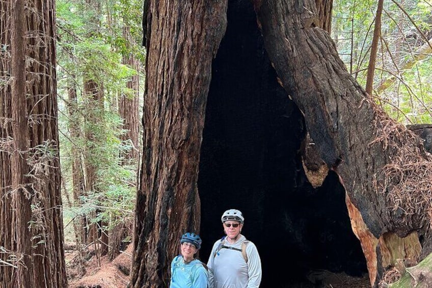 Feel dwarfed by the giant redwoods