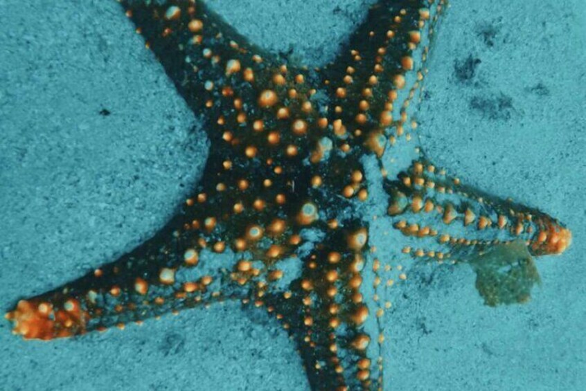 Scuba Diving Experience at Arabian and Oman Sea