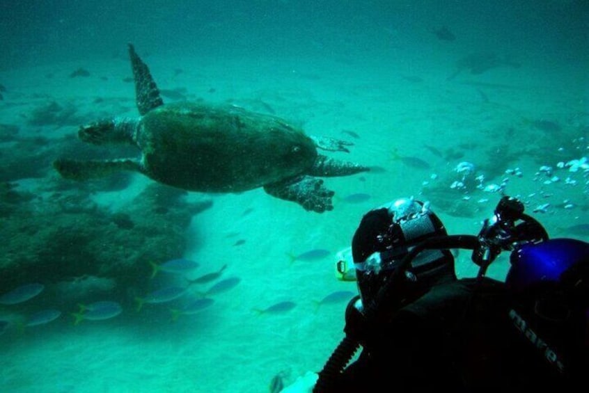 Scuba Diving Experience at Arabian and Oman Sea