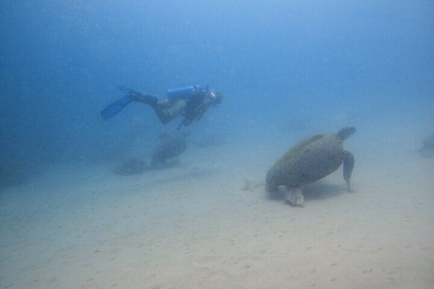 Scuba Diving Experience at Arabian and Oman Sea