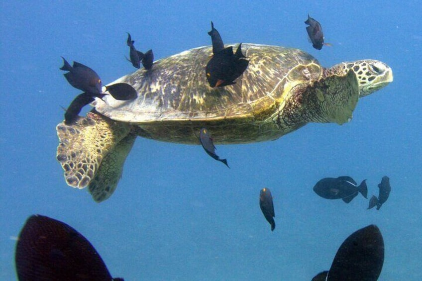 First Time Introductory Scuba Dive