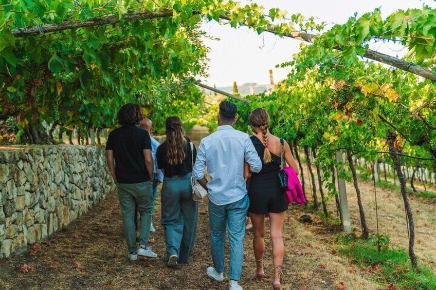 Valpolicella Wine Guided Tour in a Venetian Villa with Wine Tasting