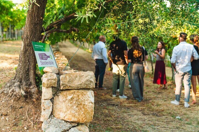 Valpolicella Wine Guided Tour in a Venetian Villa with Wine Tasting