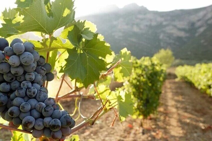 The black grapes of Nemea