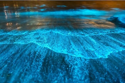 Kayaking Bioluminescence Experience