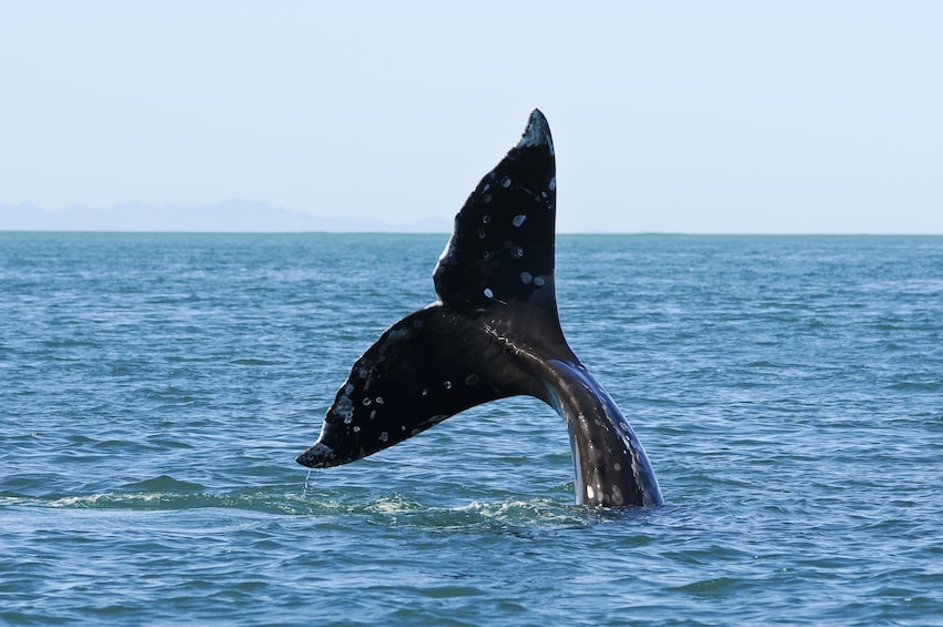 Seattle Gray Whale Watching Tour