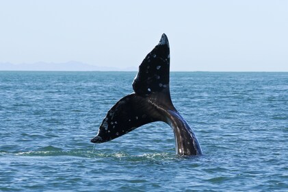 Heldagstur med dyrelivs- og hvalsafari i Seattle
