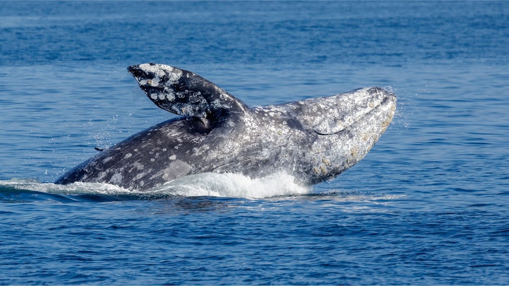 Whale Gray & Wildlife Watching Tour, Seattle Pier 69