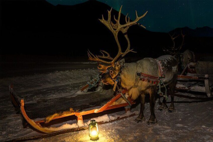 Ready to go on a cozy sledding stroll.