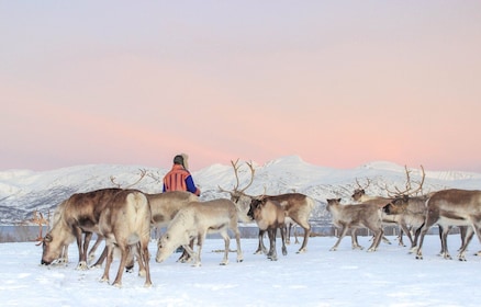 Tromsø: Ranch di renne e tour culturale sami con pranzo