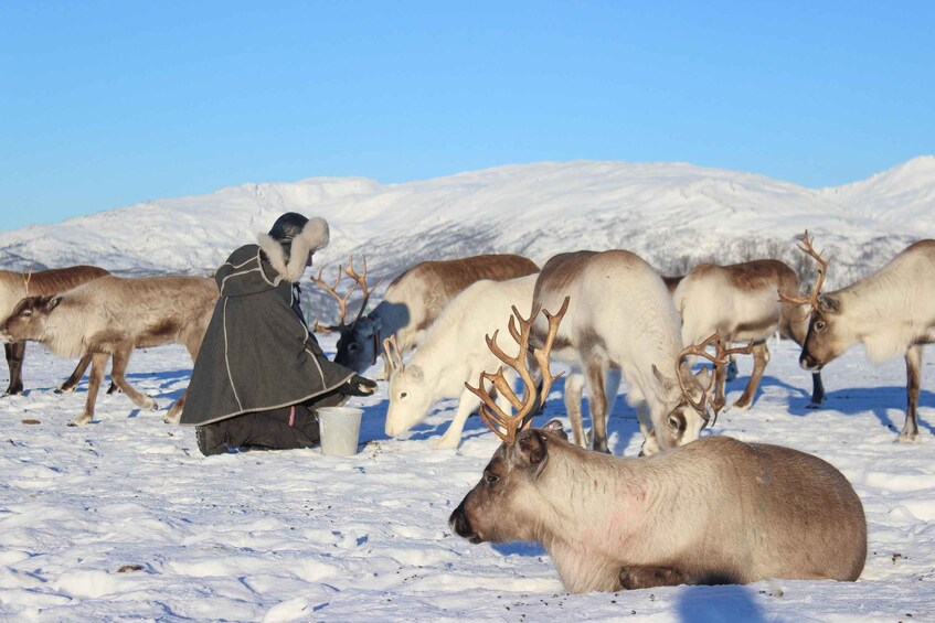 Picture 1 for Activity Tromsø: Reindeer Ranch and Sami Cultural Tour with Lunch