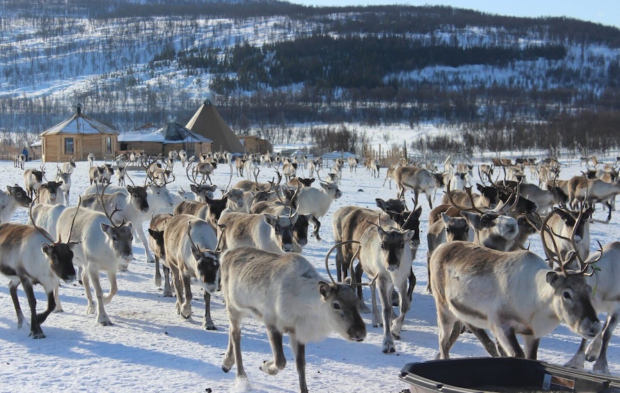 Picture 3 for Activity Tromsø: Reindeer Ranch and Sami Cultural Tour with Lunch