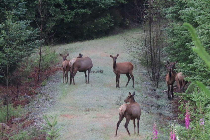 Private Mt Rainier National Park Tour in SUV