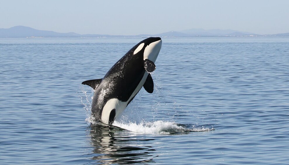 Whale & Wildlife Watching Tour, Seattle Pier 69