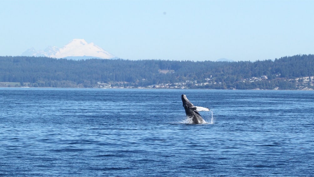 Whale & Wildlife Watching Tour, Seattle Pier 69