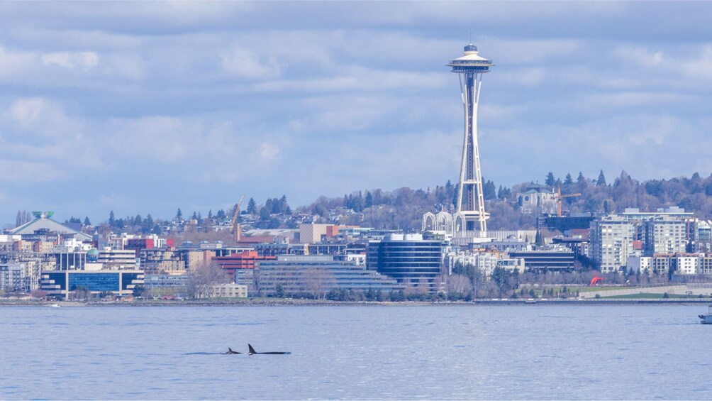 Whale & Wildlife Watching Tour, Seattle Pier 69