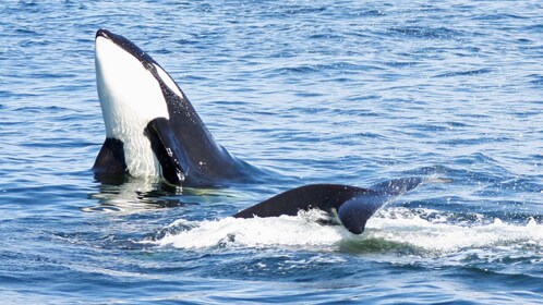 Seattle - demi-journée d'observation de la faune et des baleines excursion